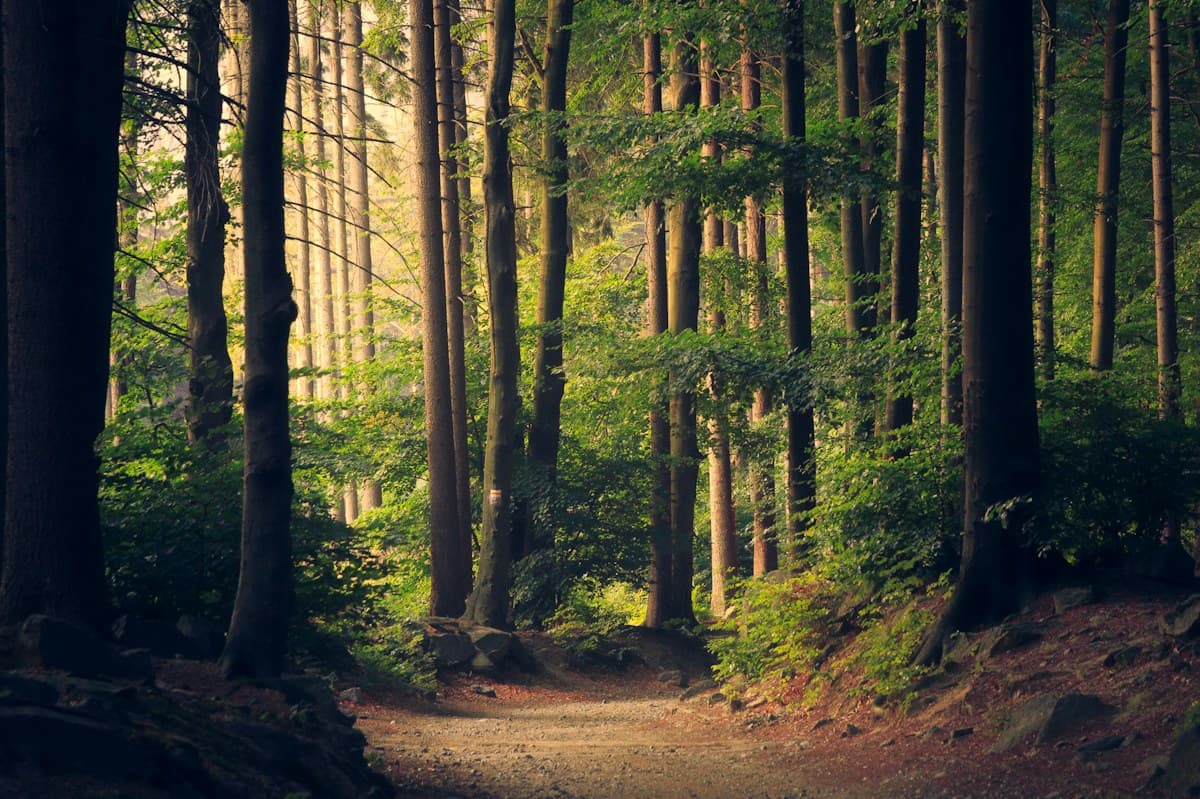 Sunlight through trees along a green woodland trail