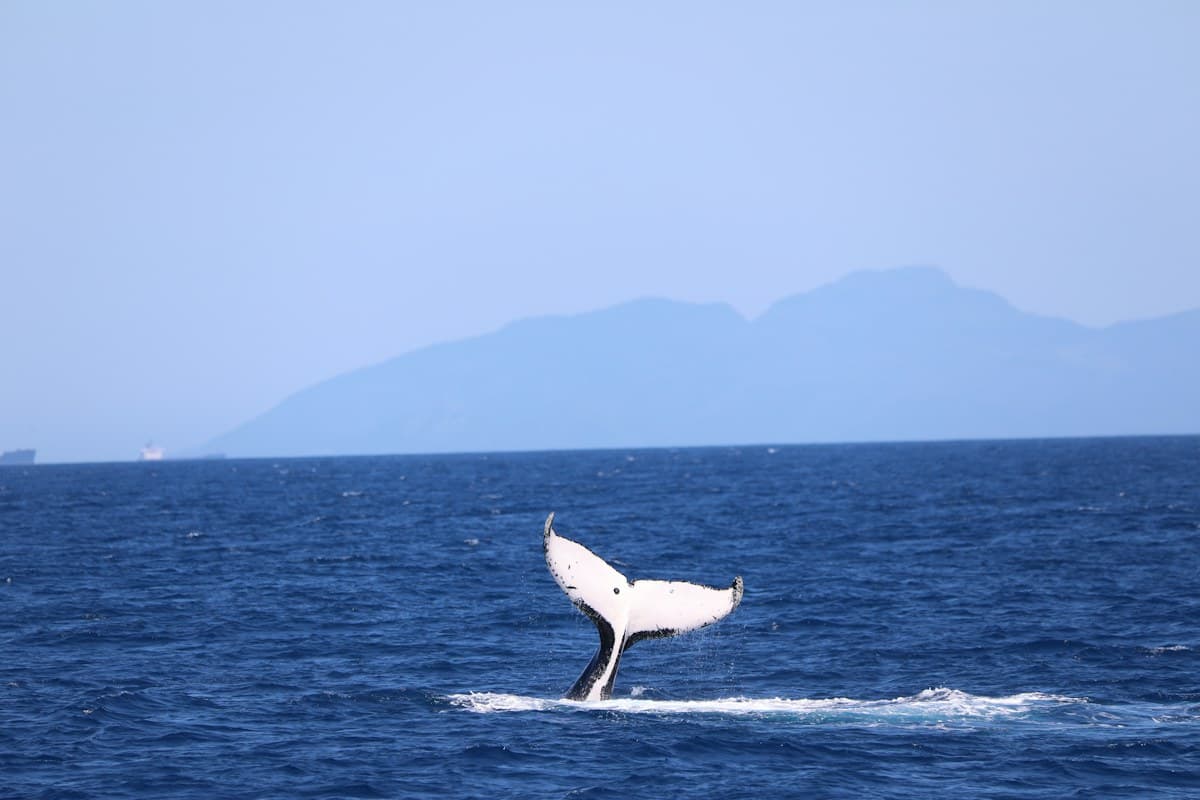 Whale tail rising above the blue ocean